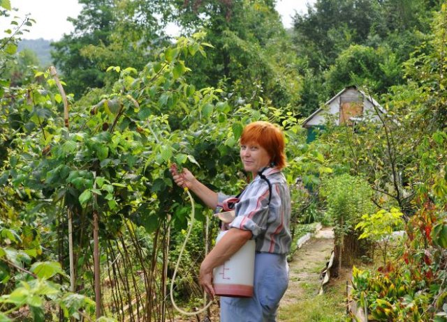 Малина в саду дизайн фото